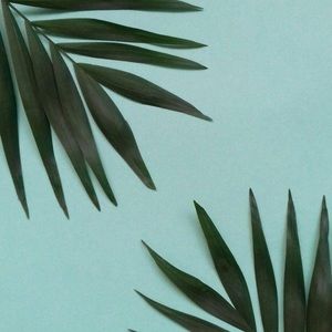 Meet your Posher, Gavin